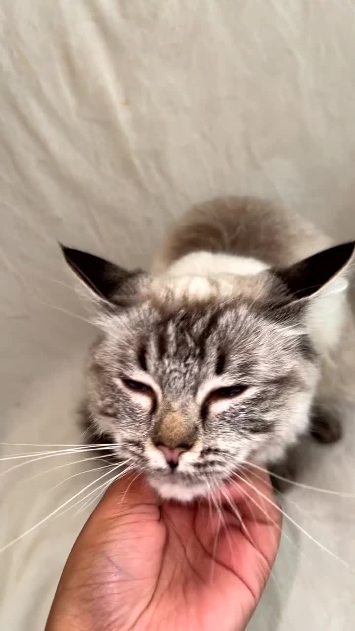 Ragdoll cats for sale: Blue eyed Ragdoll in Manchester - Video 3