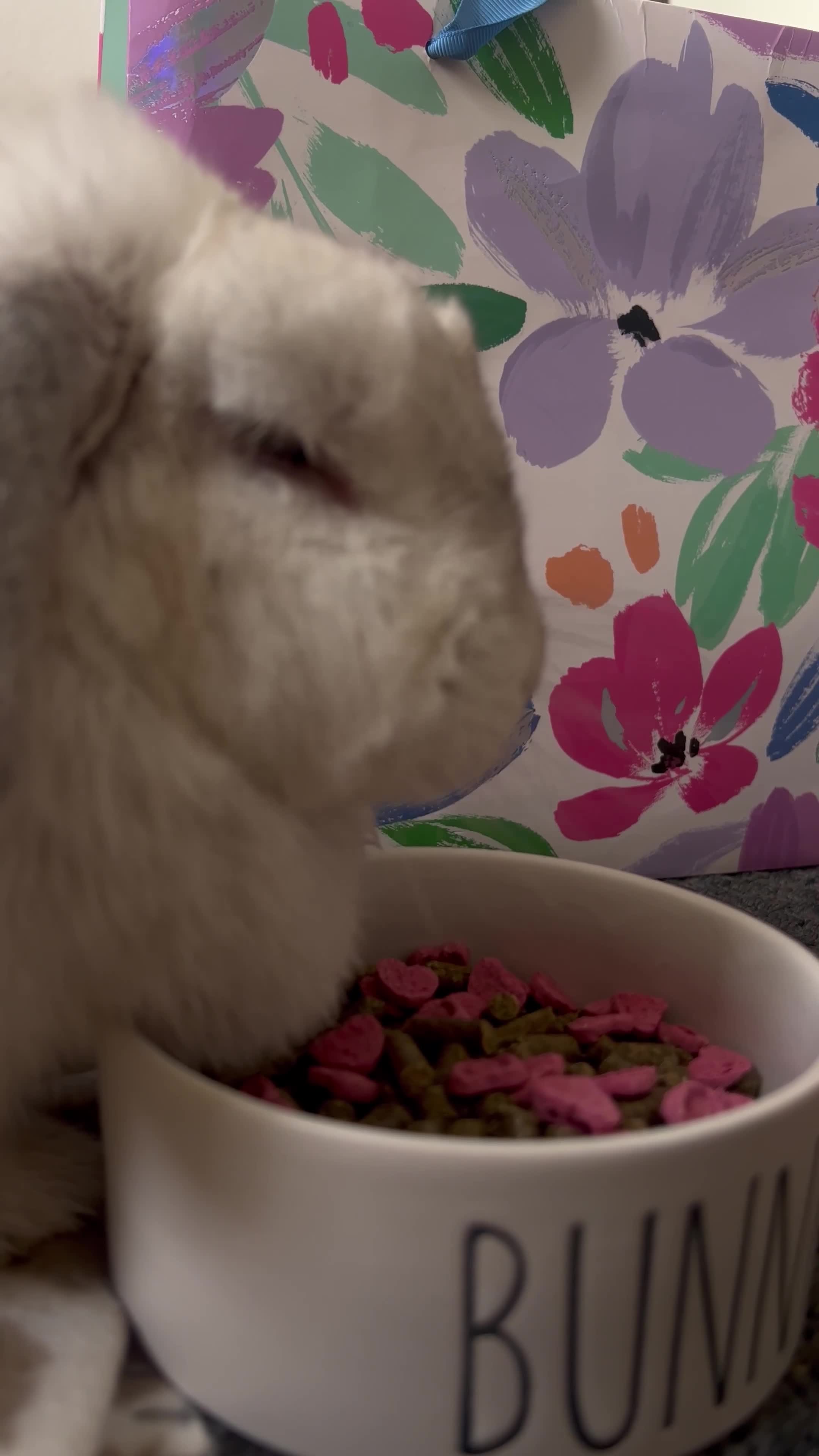 Mixed Breed rabbits for sale: Lulu 🤍 - Video 1