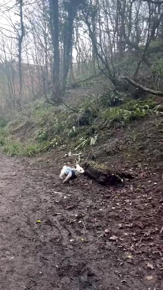 Golden Retriever dogs for sale: Golden Retriever - Millie - Video 1