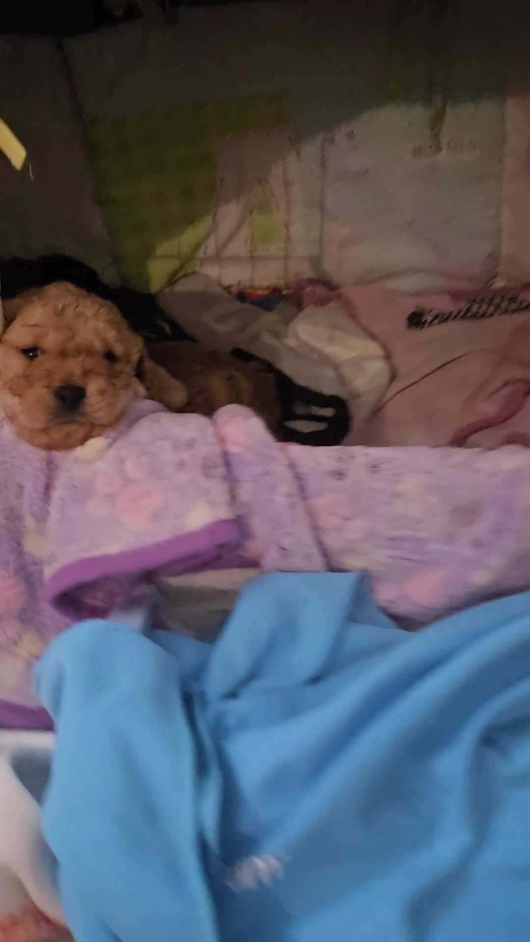 Cavapoo dogs for sale: Teddy bear cavapoo  - Video 1