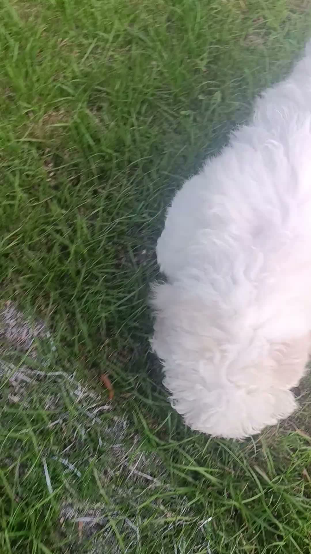 Bichon Frise dogs for sale: Bishon frise - Video 3