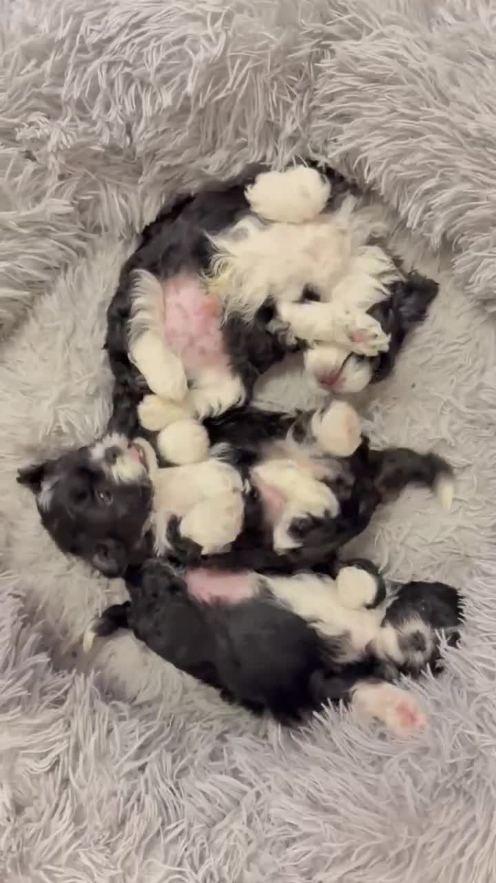 Shih Tzu dogs for sale: Shih Tzu Puppies – Vaccinated & Ready 30 Dec - Video 1