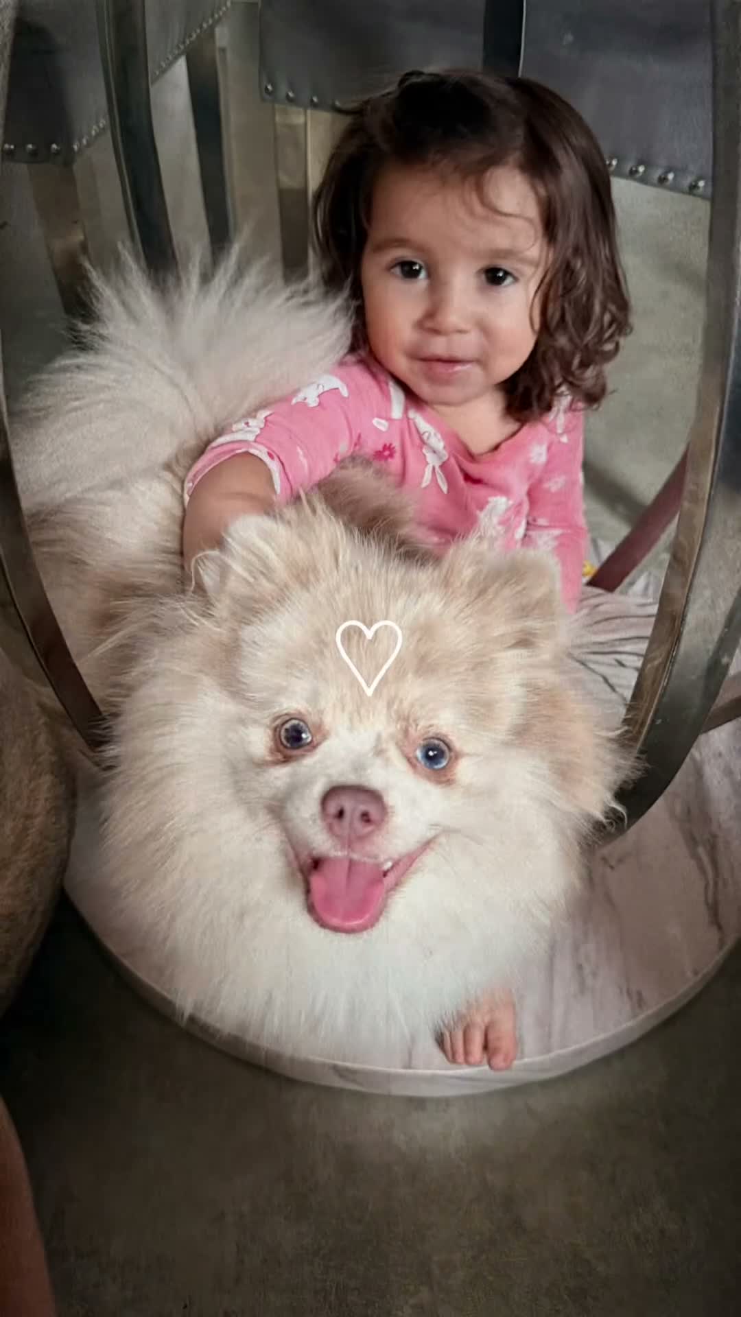 Pomeranian dogs for sale: 💙 Blue Merle Teddy Bear Pomeranian Boy 🧸 in Oldham - Video 1