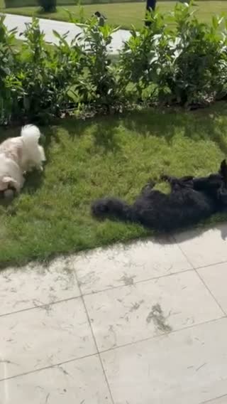 Hungarian Puli dogs for adoption: George – Affectionate 5-Year-Old Boy  - Video 4
