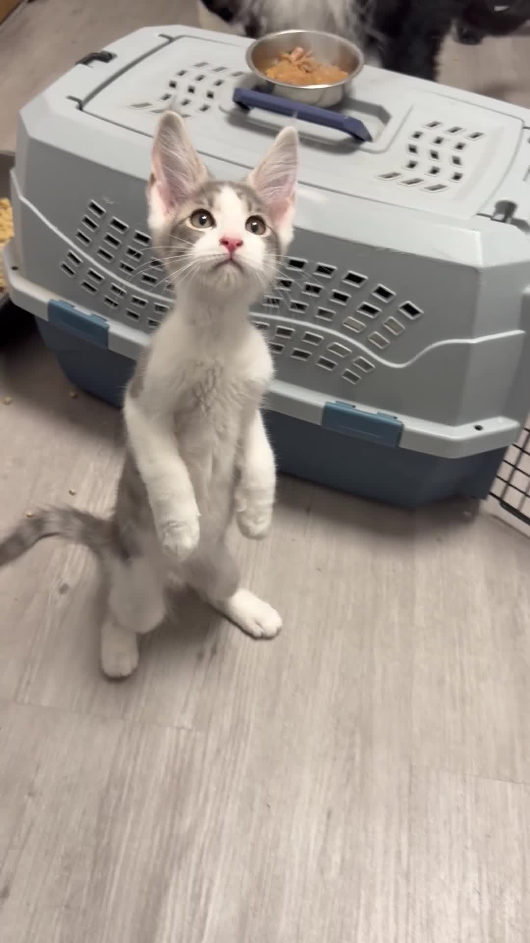 Maine Coon cats for sale: 🐾 TICA Registered Maine Coon Girls – 12 Weeks 🐾 - Video 1