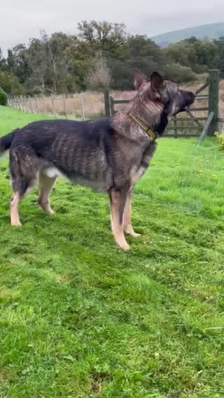 German Shepherd dogs for stud: German Shepherd Stud in Builth Wells - Video 1