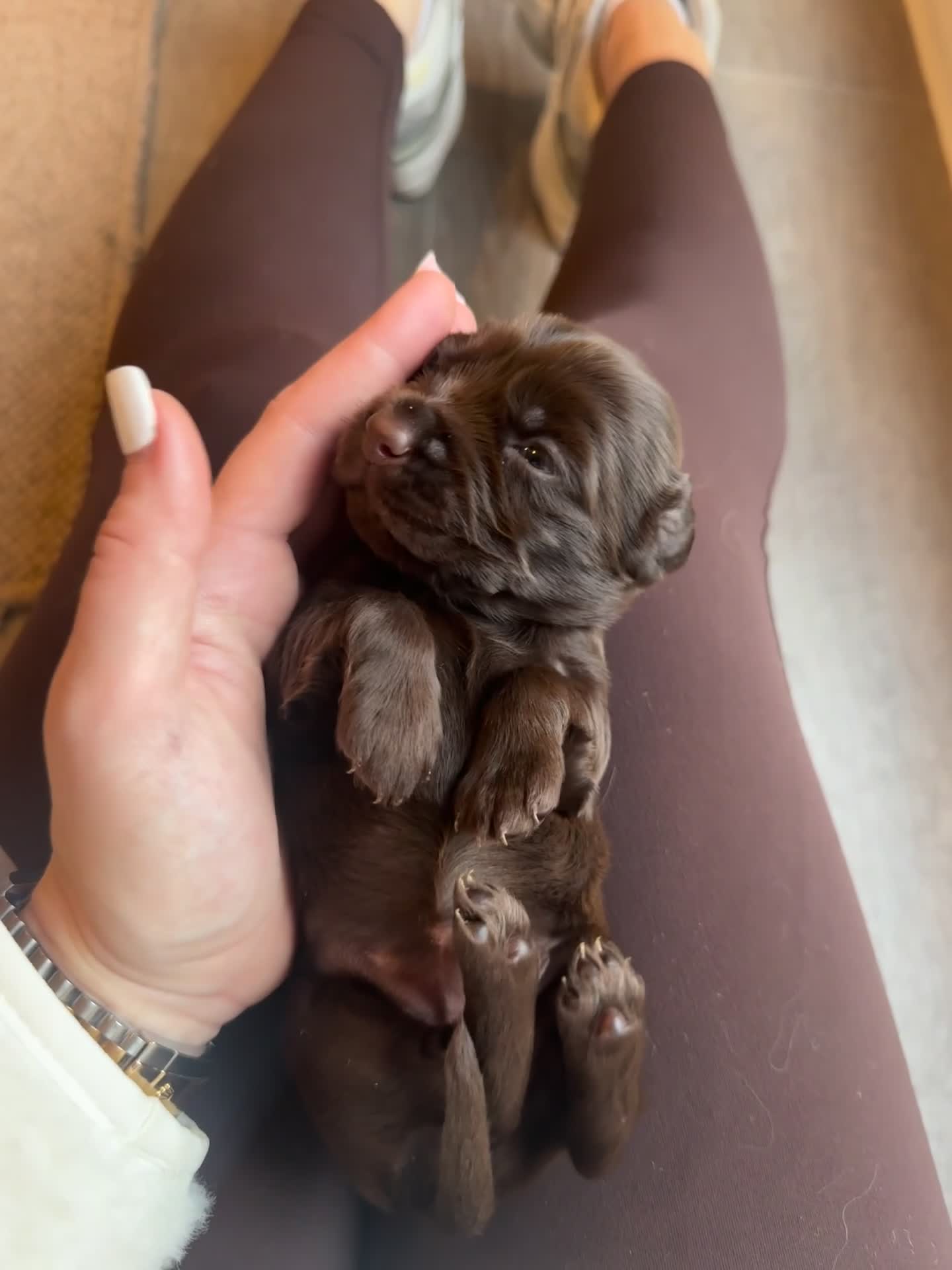 Cockerdor dogs for sale: Cockerdor/ Spanador Puppies. KC registered parents - Video 3