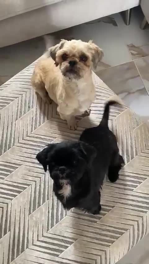 Shih Tzu dogs for sale: Two beautiful shih tzu’s mother and daughter  - Video 1