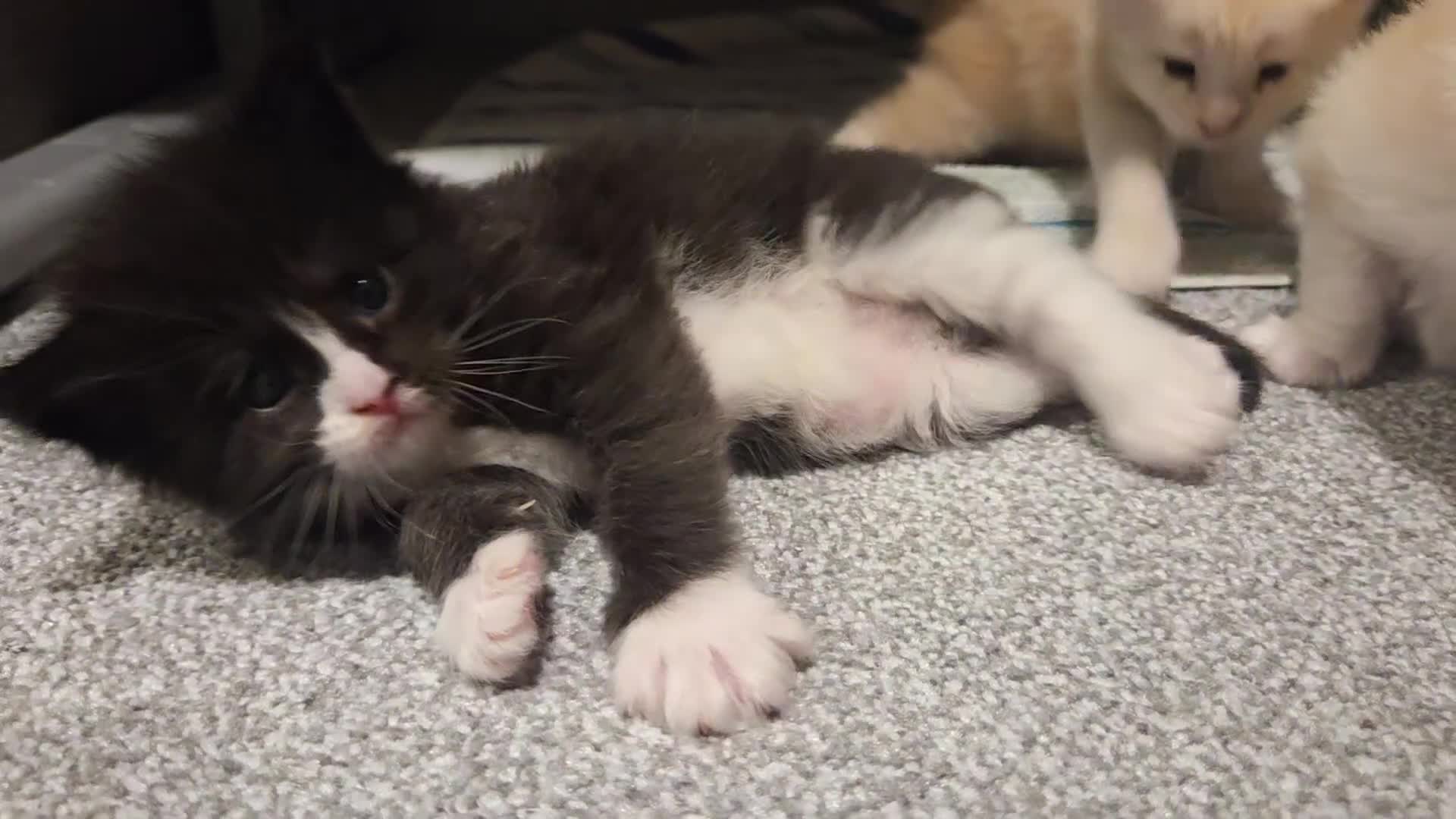 Maine Coon cats for sale: Outstanding TICA registered Maine Coon Kittens - Video 4
