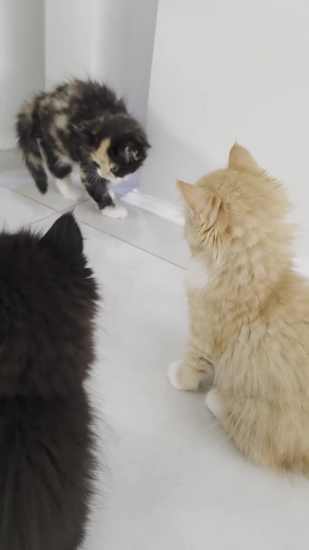 Persian cats for sale: Adorable Persian Cross Kittens Looking for home - Video 3