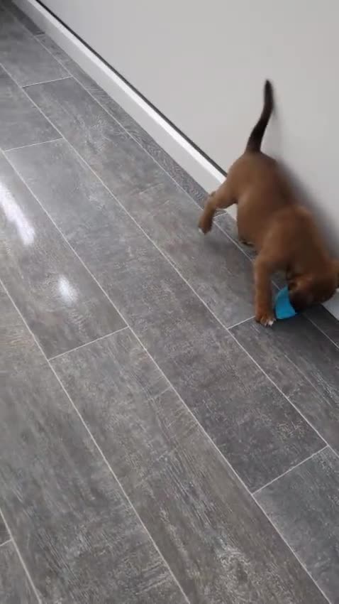 Boxer dogs for stud: Extensively Health Tested European Stud in Cardiff - Video 1