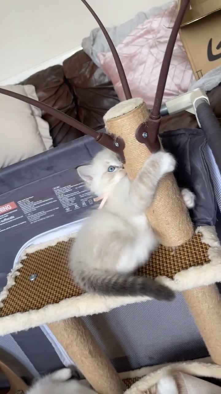 Ragdoll cats for sale: Bi colour ragdoll kittens looking for good home! - Video 1