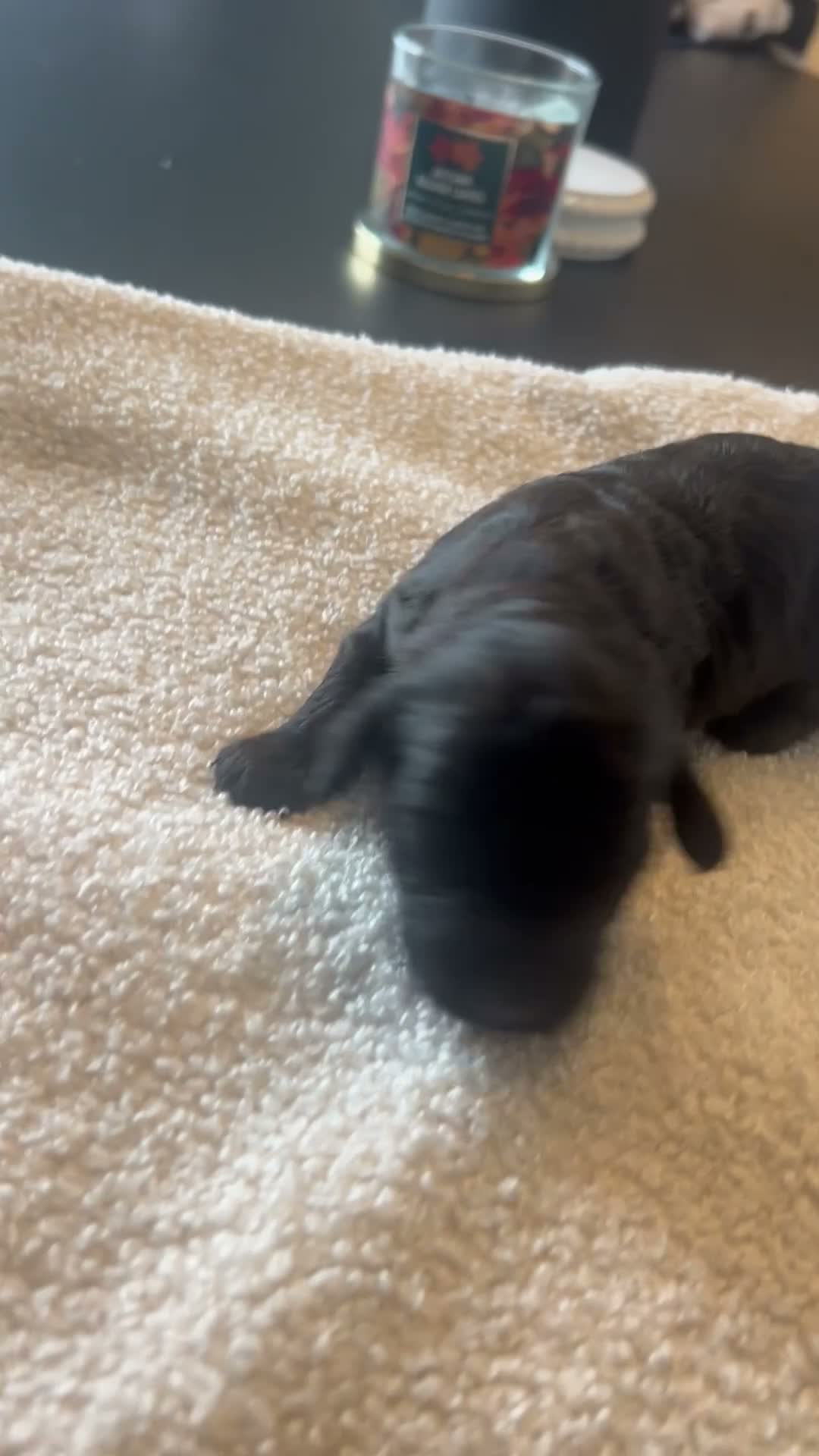 Cockapoo dogs for sale: Cockapoo Puppies  - Video 3