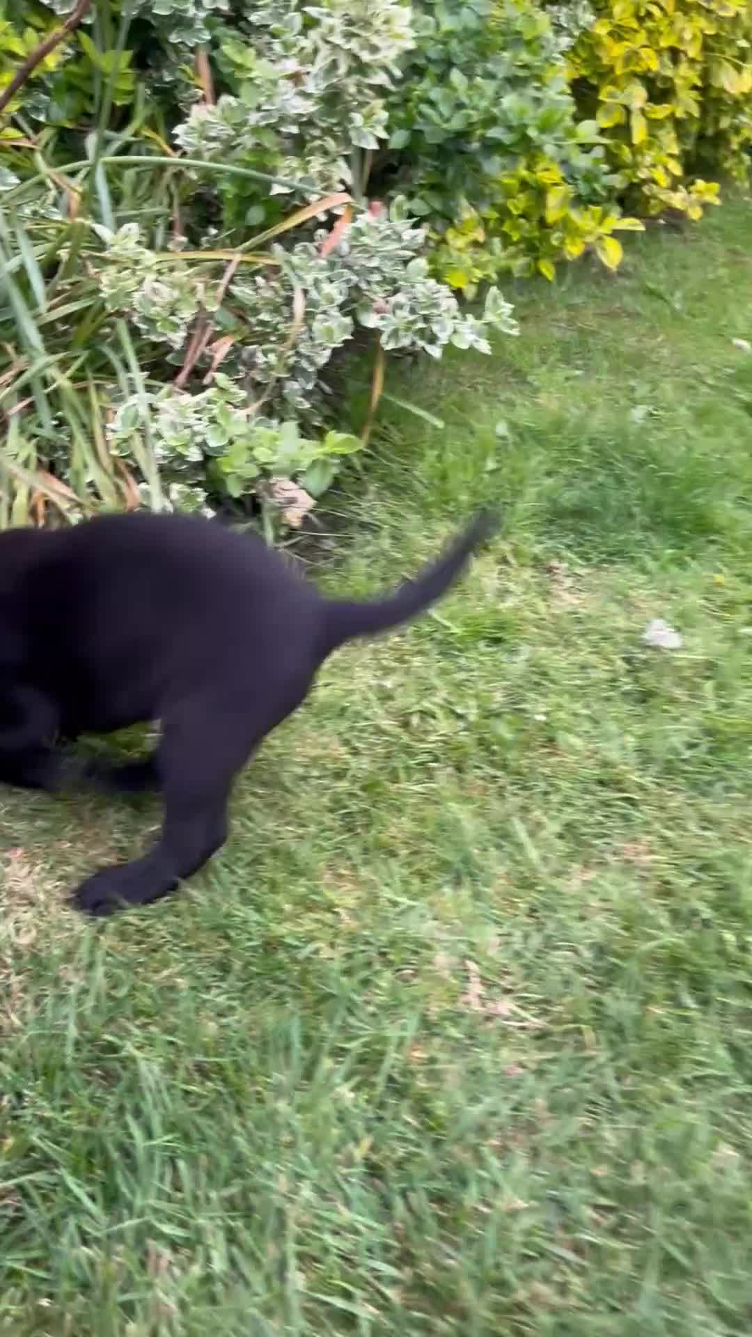 Labrador Retriever dogs for sale: Black Labrador Pups, KC Registered, 2 F, 1 M.  - Video 1