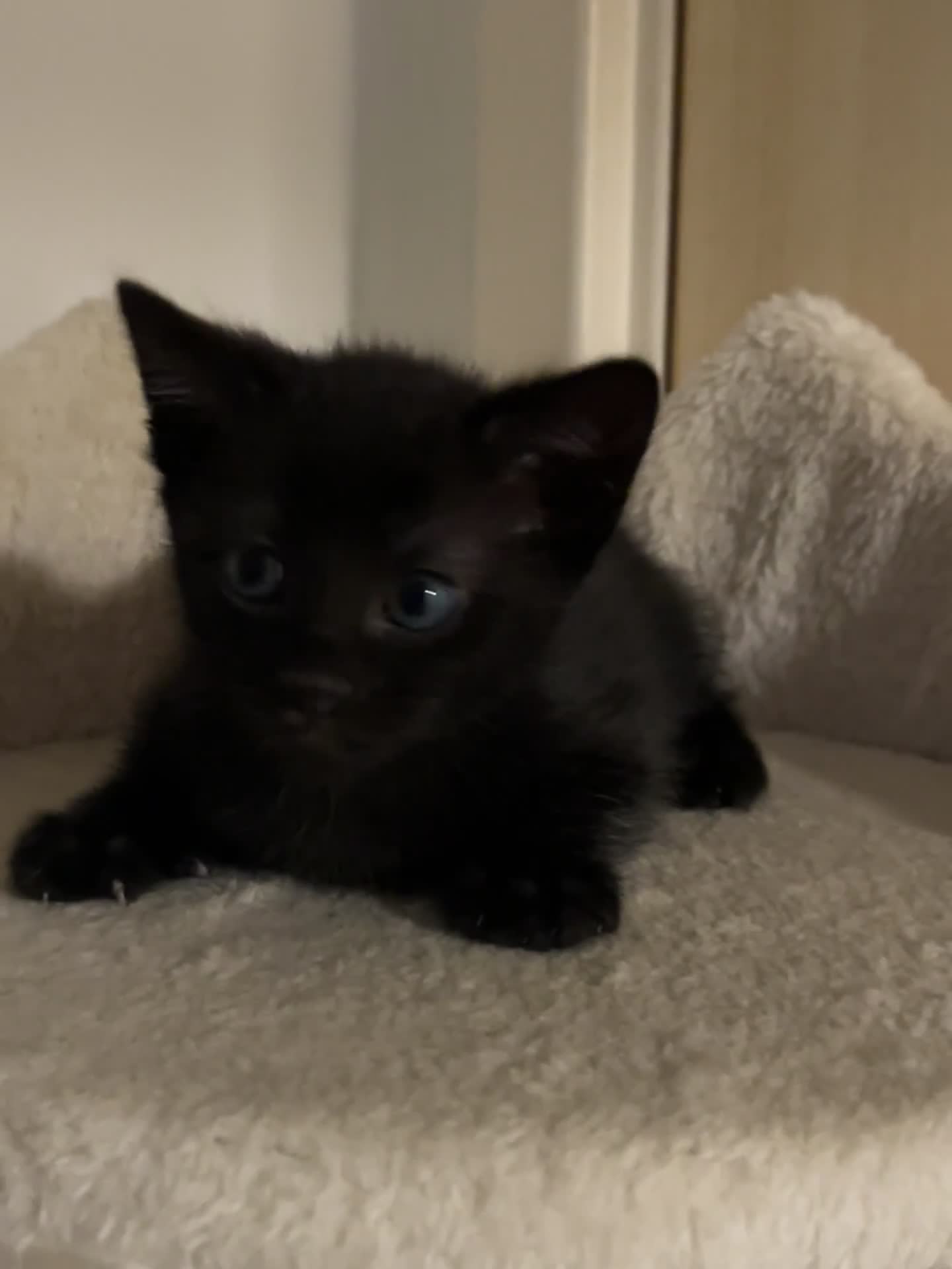Mixed Breed cats for sale: 3 lovely kittens ready for their new homes 🥰 - Video 5