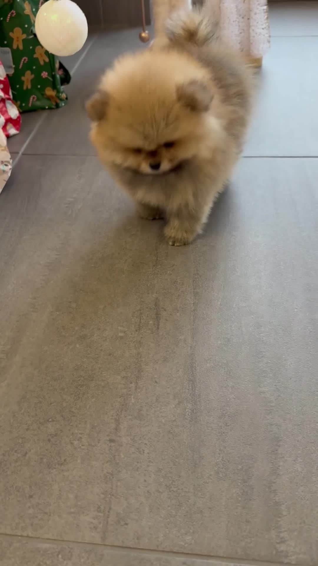 Pomeranian dogs for sale: KC Registered Pomeranian Puppies - Video 2