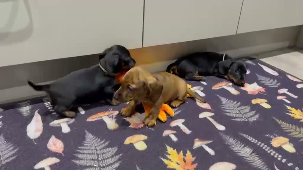 Miniature Dachshund dogs for sale: Ready to go Today!! Mini Dachshund Puppies 🐾  - Video 1