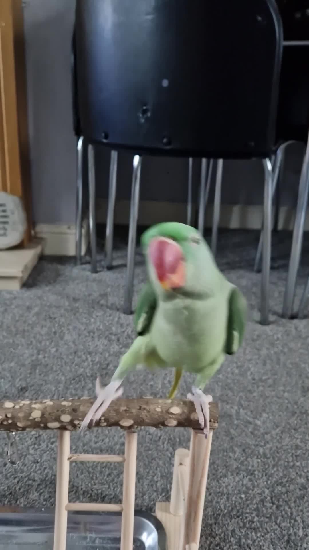 Parakeets birds for sale: Alexandrine parrokeet  - Video 1
