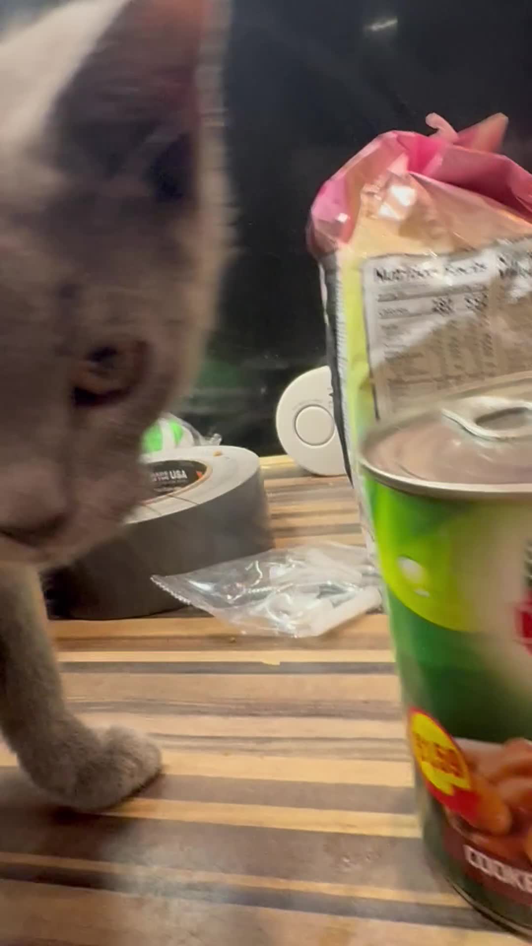 British Shorthair cats for sale: British Shorthair Kitten Male  - Video 1