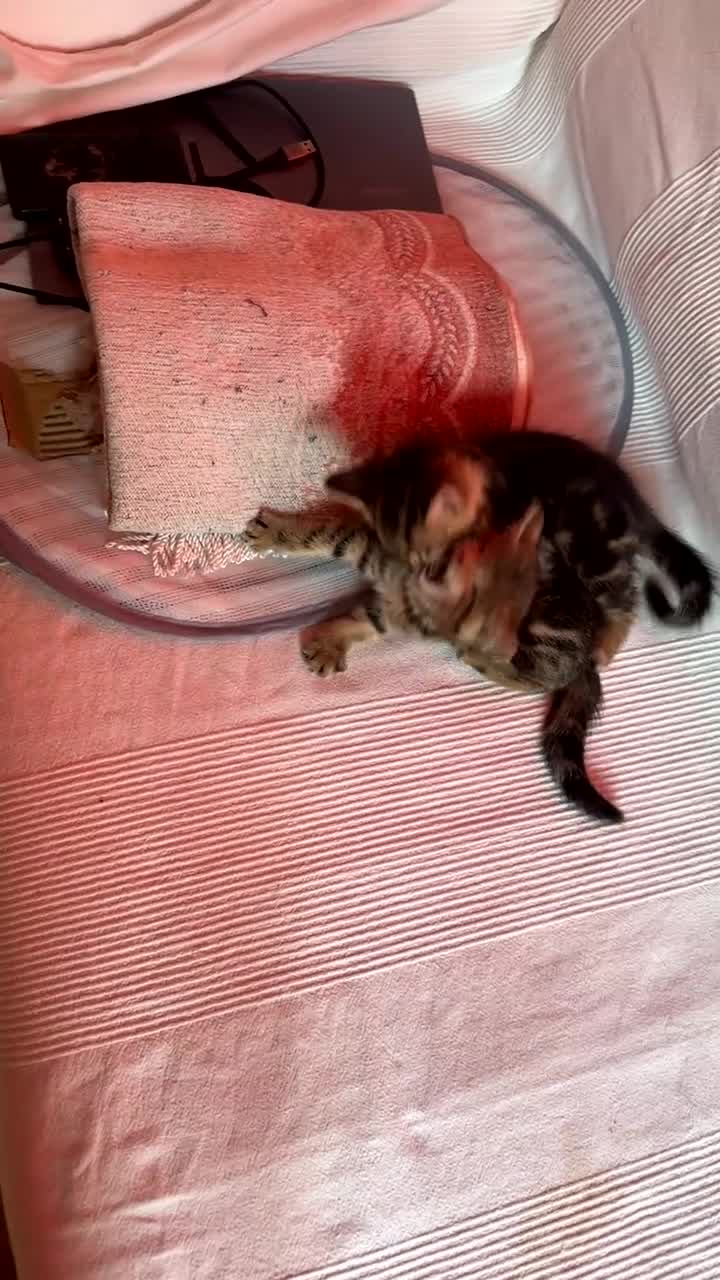 Mixed Breed cats for sale: Beautiful Tabby Kittens Looking for Loving Homes  in Dartford - Video 4