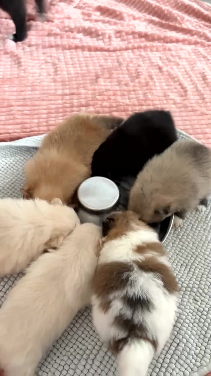 Pomeranian dogs for sale: Pomeranian Pups from Russian/ Chi Tien Champions - Video 1