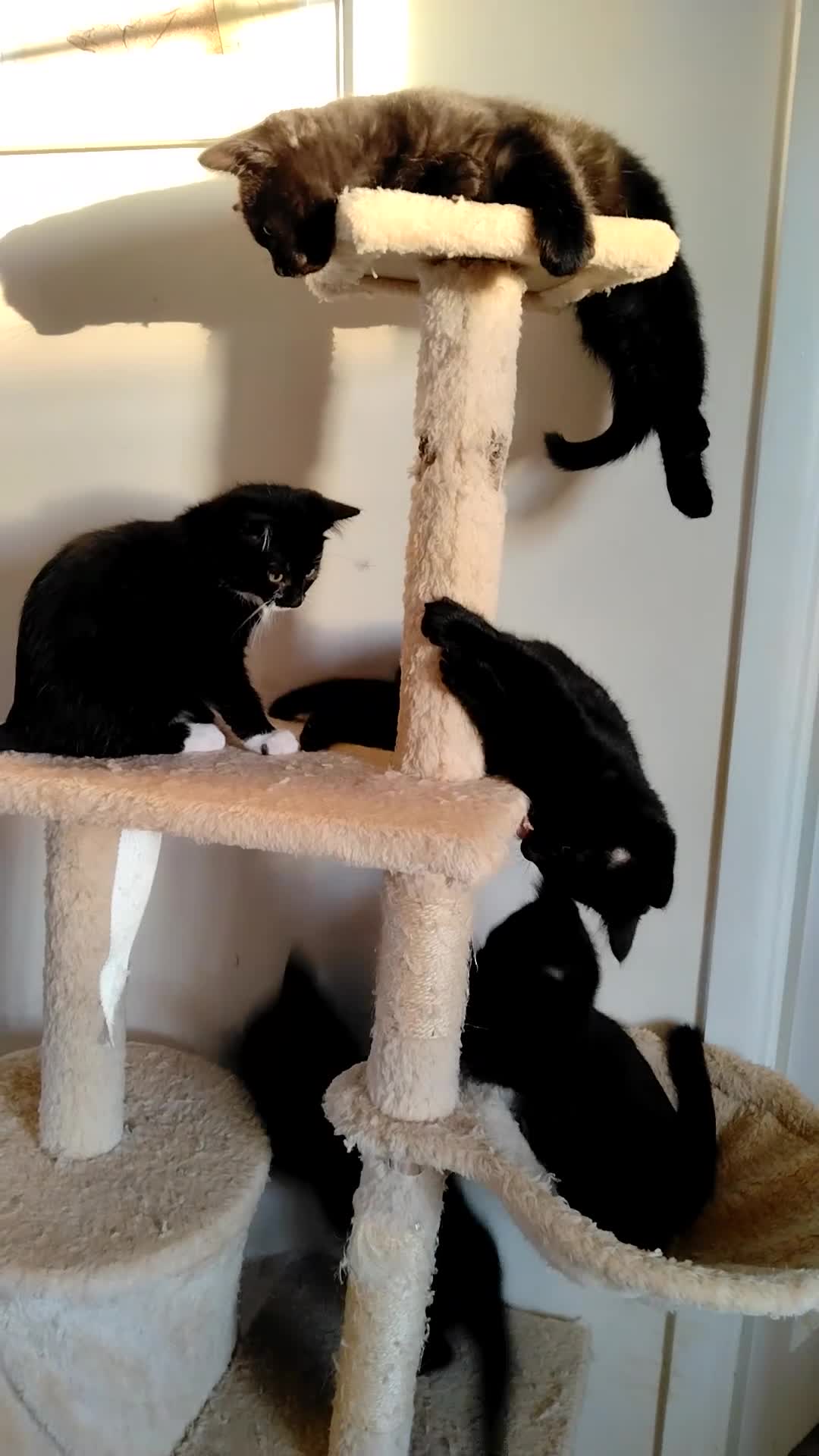 Mixed Breed cats for sale: Friendly and Playful Kittens for Sale - Video 1