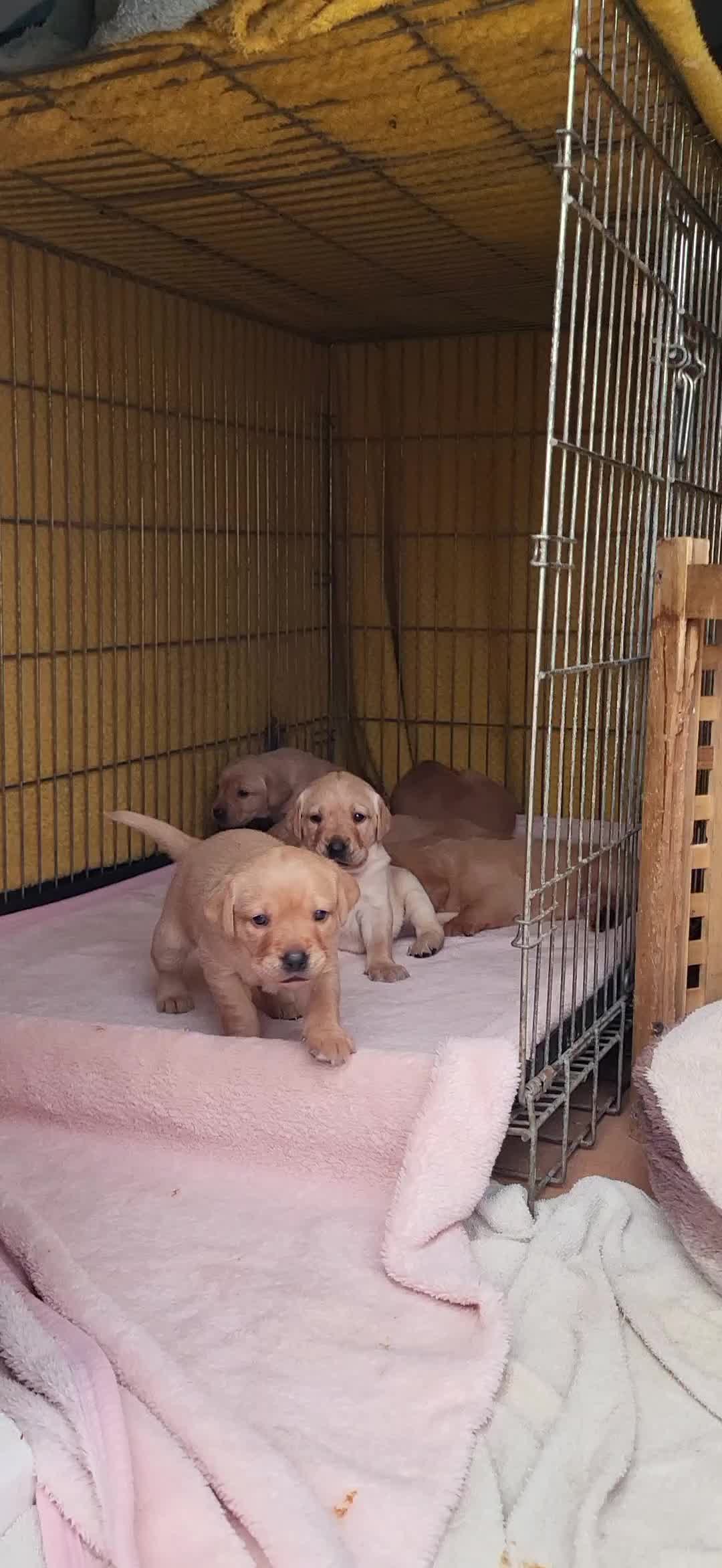 Labrador Retriever dogs for sale: Golden Retriever puppies - Video 1