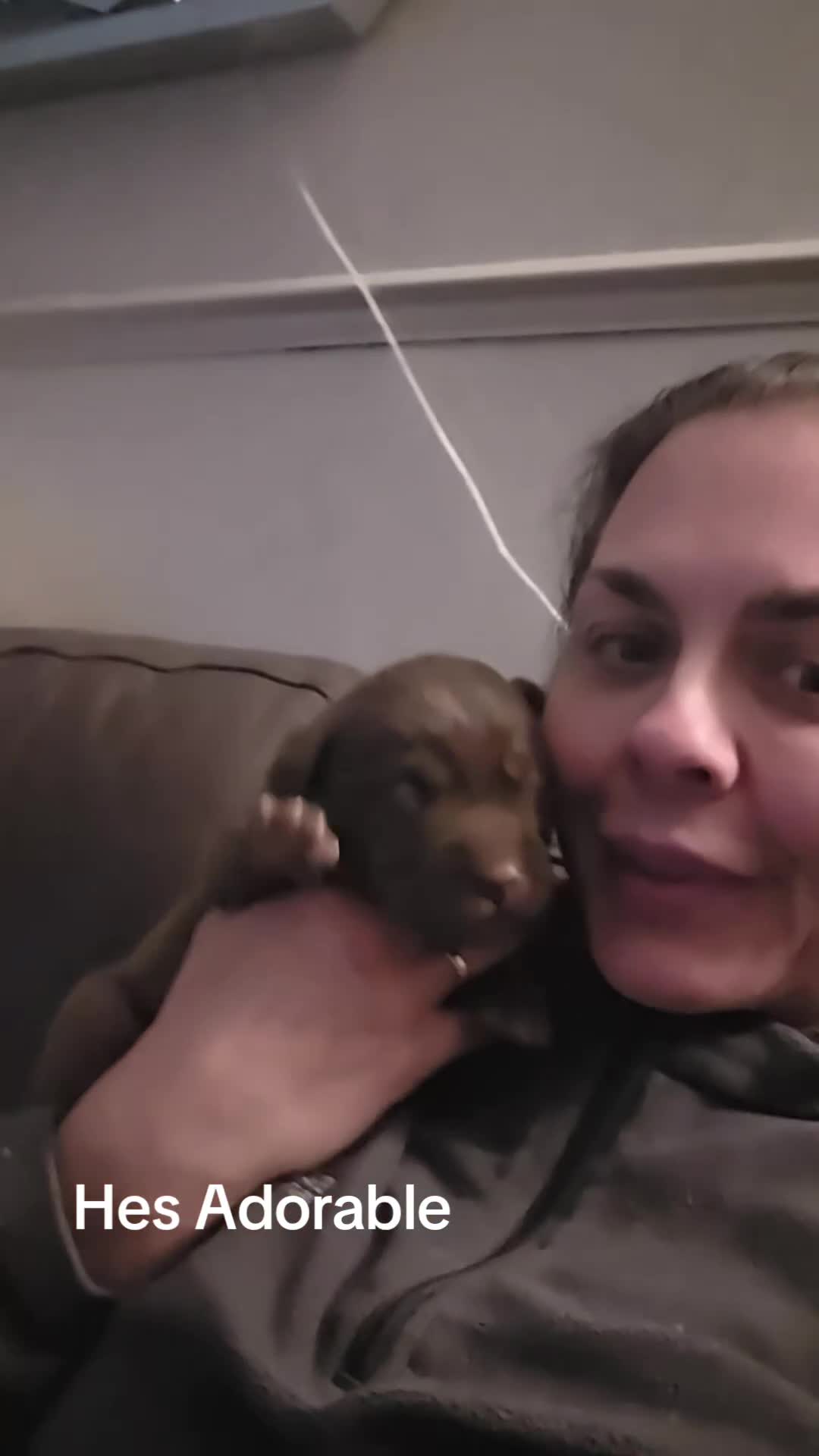 Labrador Retriever dogs for sale: Kc Registered quality labrador BOYS AVAILABLE  - Video 4