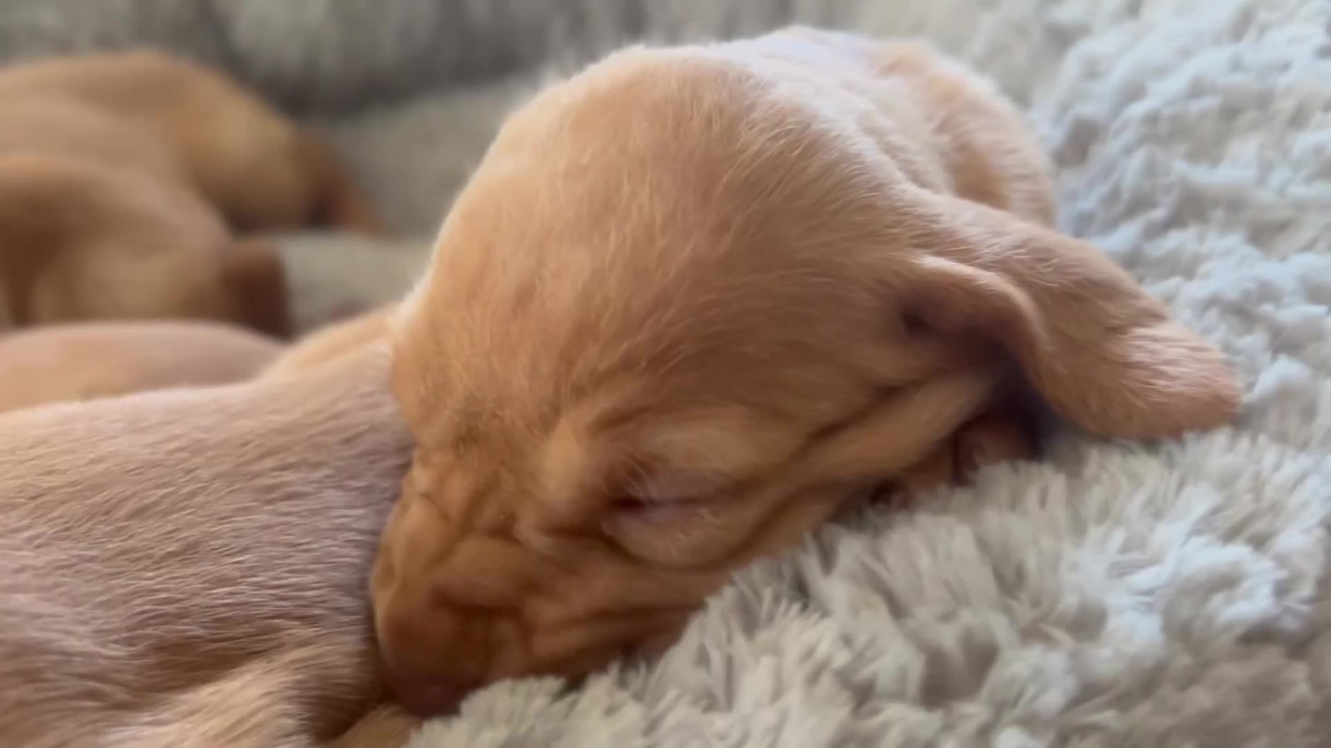 Hungarian Vizsla dogs for sale: Crufts Best in Show & Elite working Bloodlines - Video 1