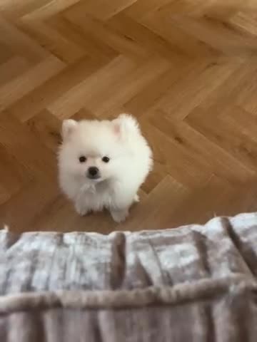 Pomeranian dogs for sale: White male baby Pomeranians  in Keighley - Video 1