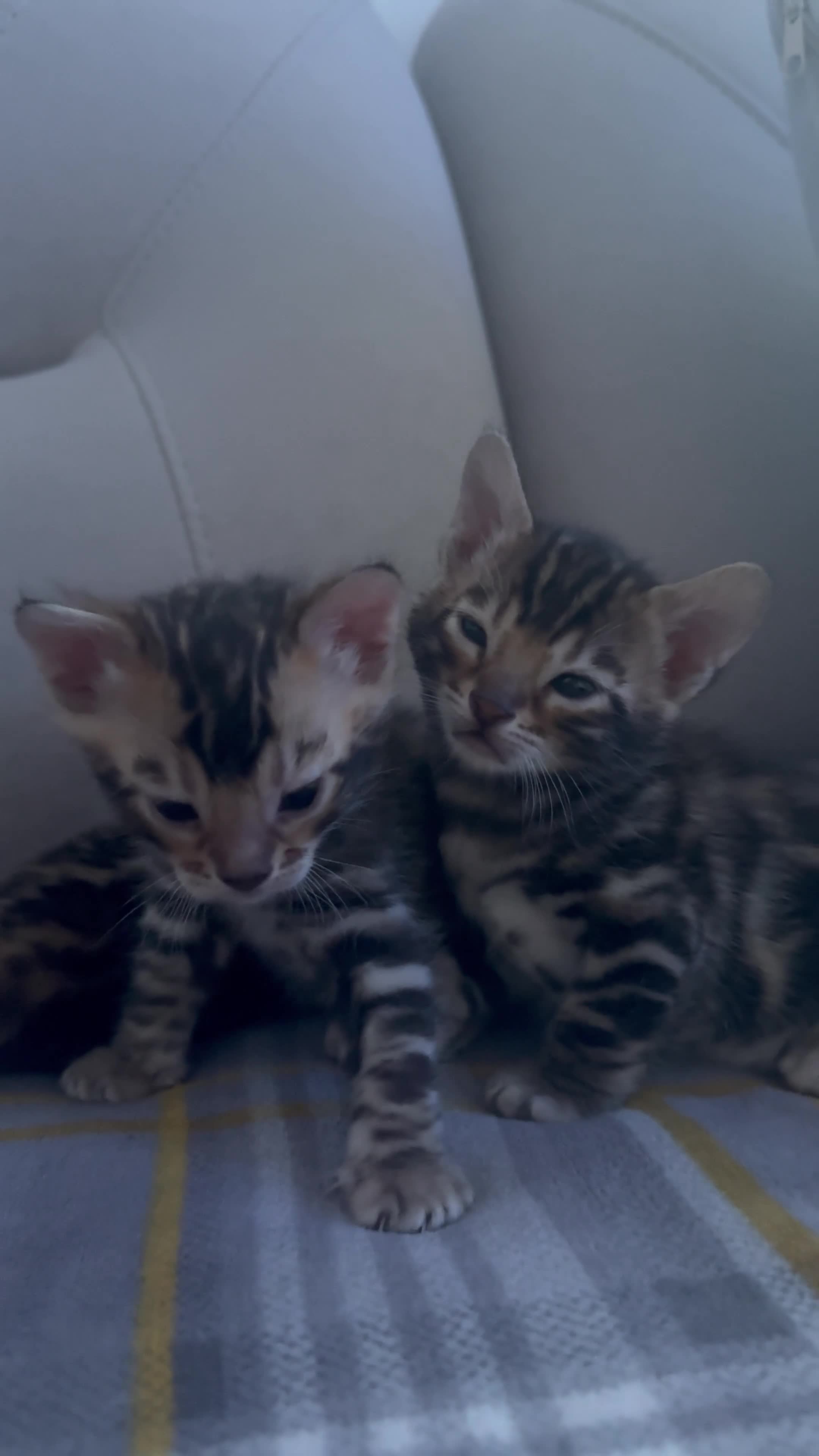 Bengal cats for sale: Pure Bengal kitten brown  - Video 2