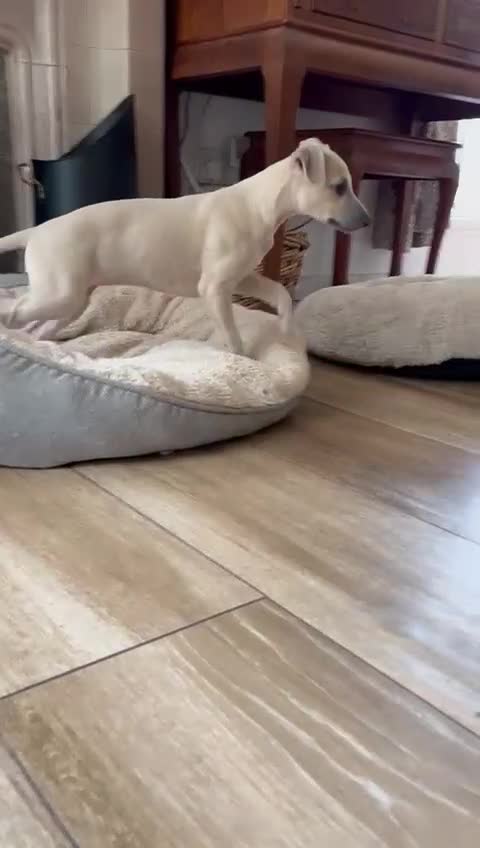 Mixed Breed dogs for sale:  🐶✨ ADORABLE WIGGY PUPPIES – licenced  breeder  - Video 3