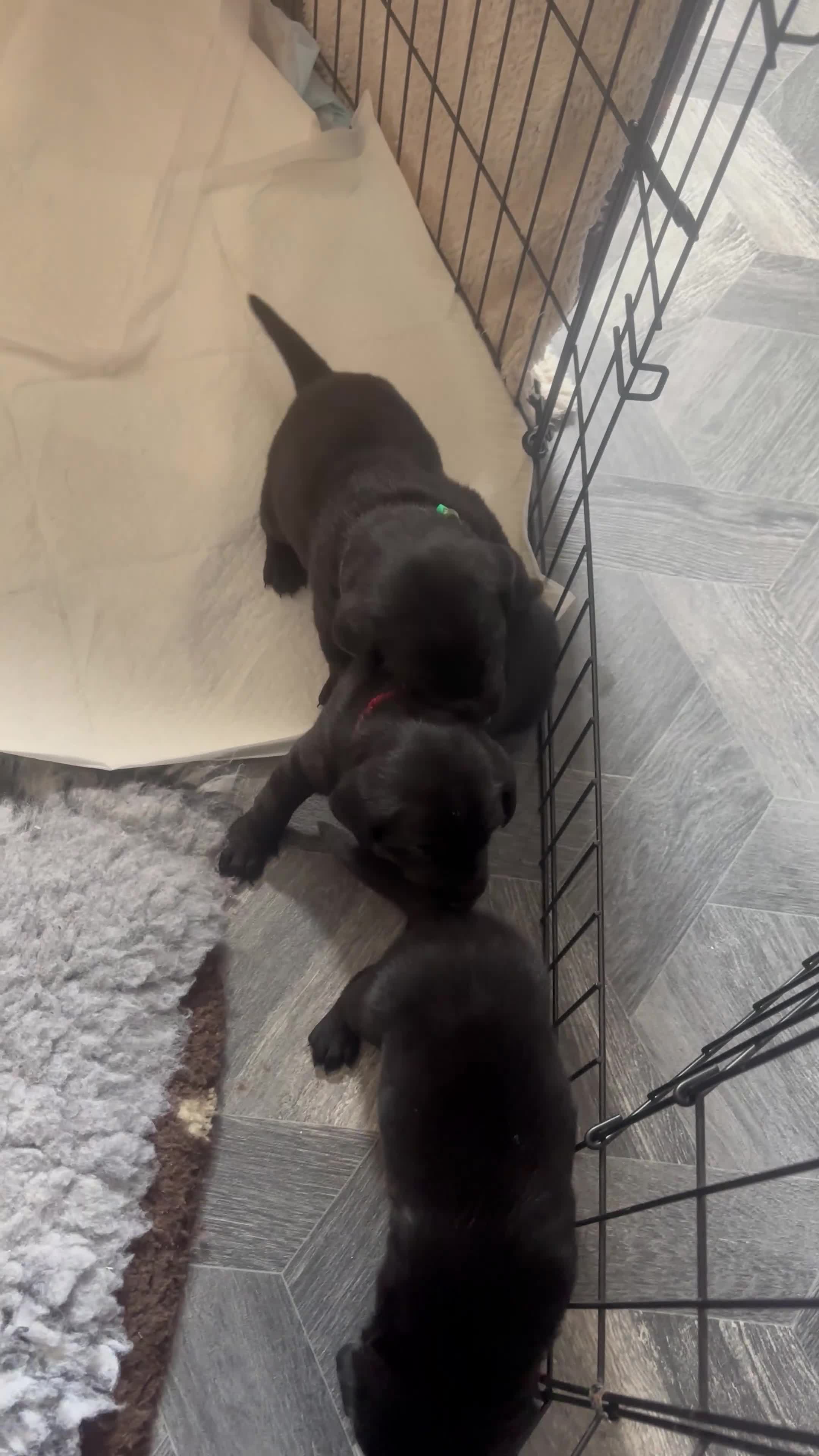 Labrador Retriever dogs for sale: *READY 30/7/26, KC Reg Black Labrador Puppies* - Video 2