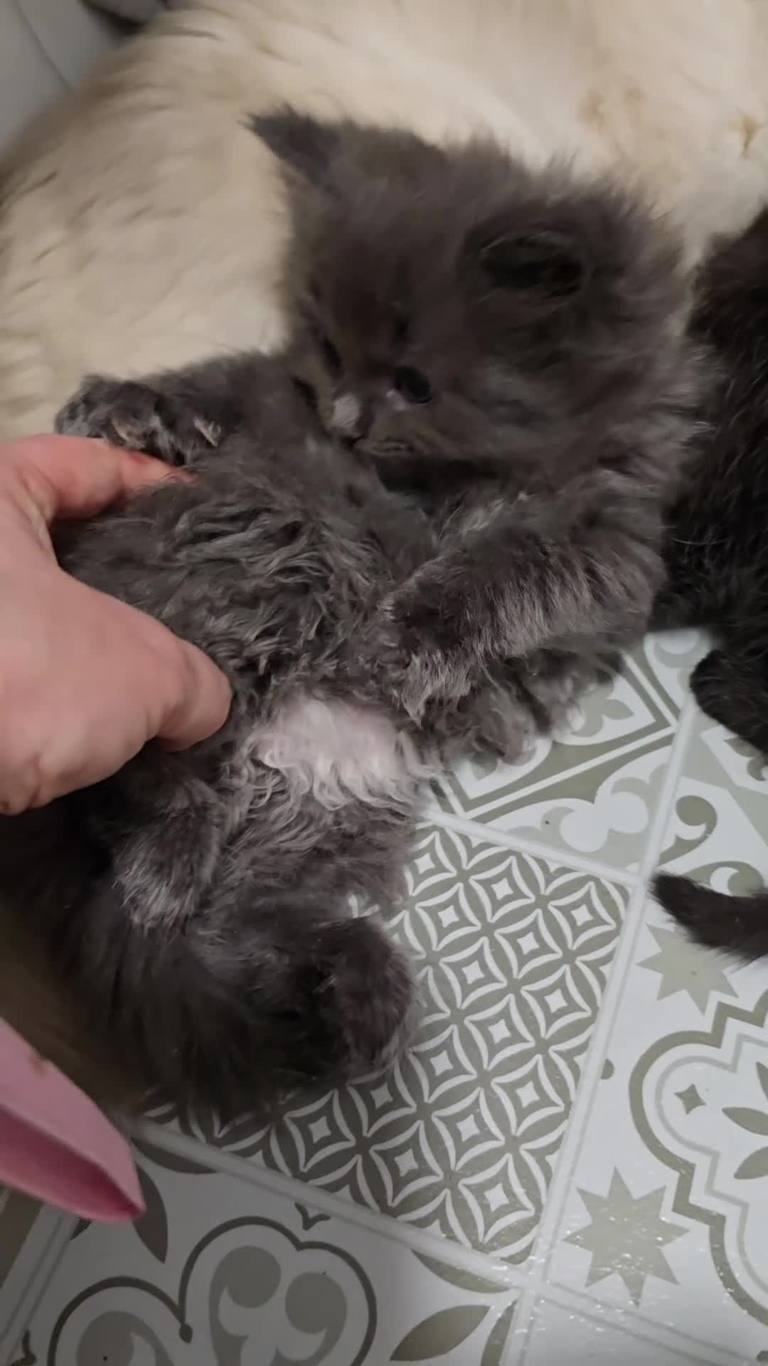 Ragdoll cats for sale: Gorgeous half ragdolls - Video 2