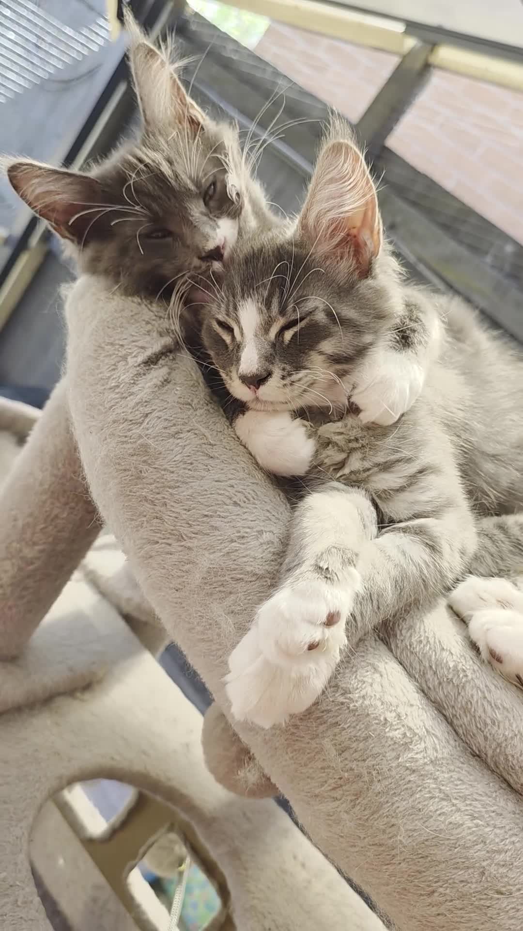 Maine Coon cats for sale: ❤️ TICA Registered Maine Coon Kittens Ready Now ❤️ - Video 1