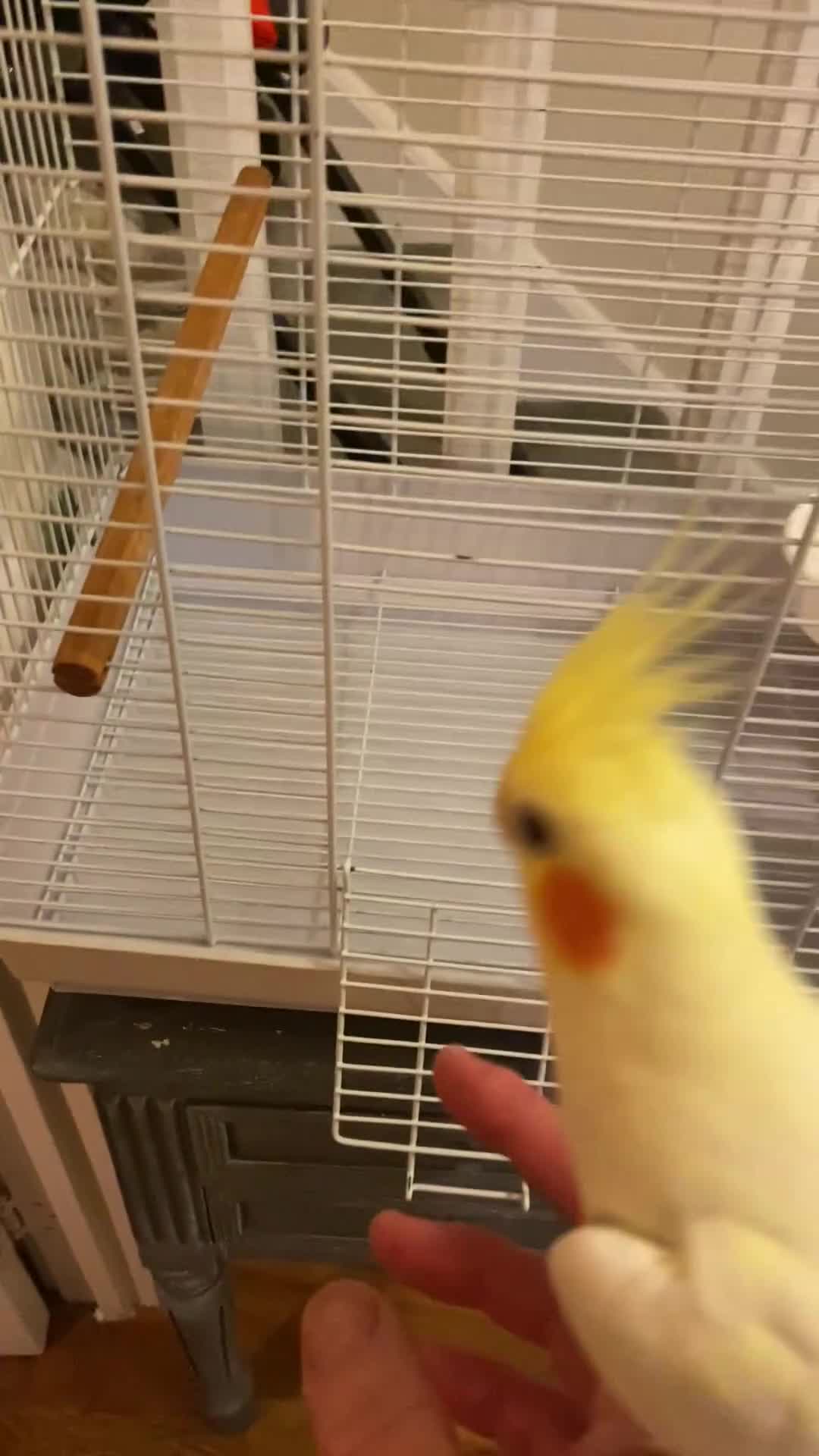 Cockatiels birds for sale: Pretty Tamed Girl Cockatiel Seeking Forever Home in Durham - Video 1