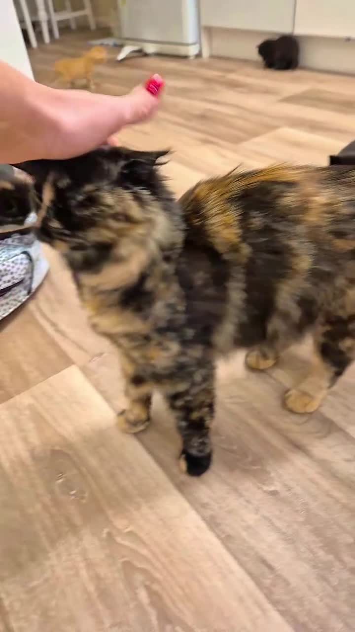 Mixed Breed cats for sale: 😺 VERY FRIENDLY KITTENS 😺 - Video 3