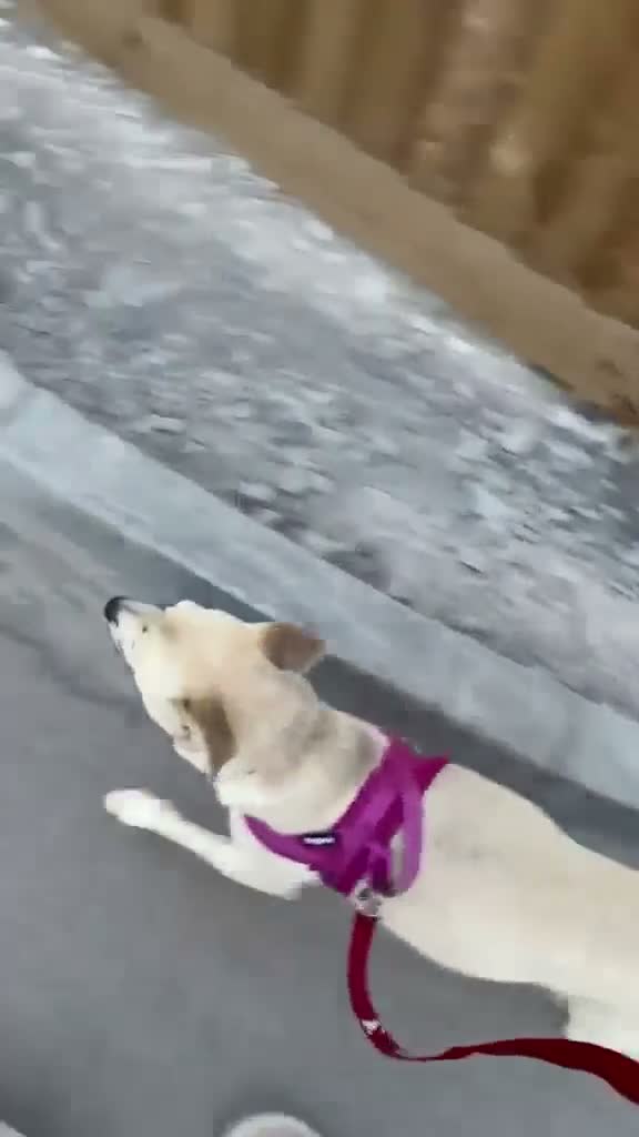 Mixed Breed dogs for adoption: ❤️🐶 STELLA – A BEAUTIFUL GIRL WHO NEEDS COMPANY in Stirling - Video 1