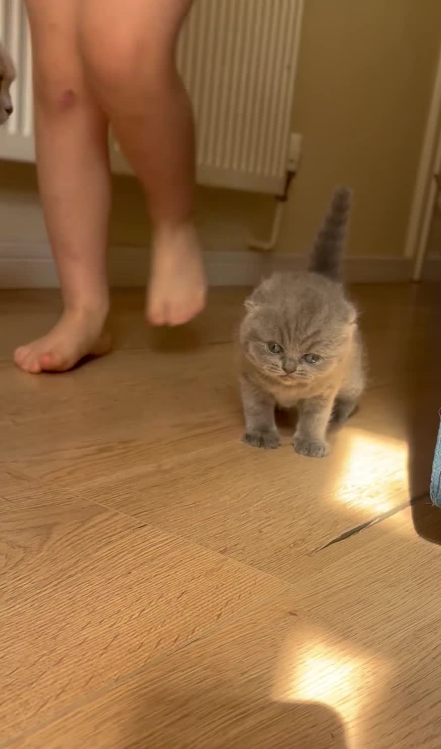 Scottish Fold cats for sale: Beautiful chunky Scottish fold - Video 2
