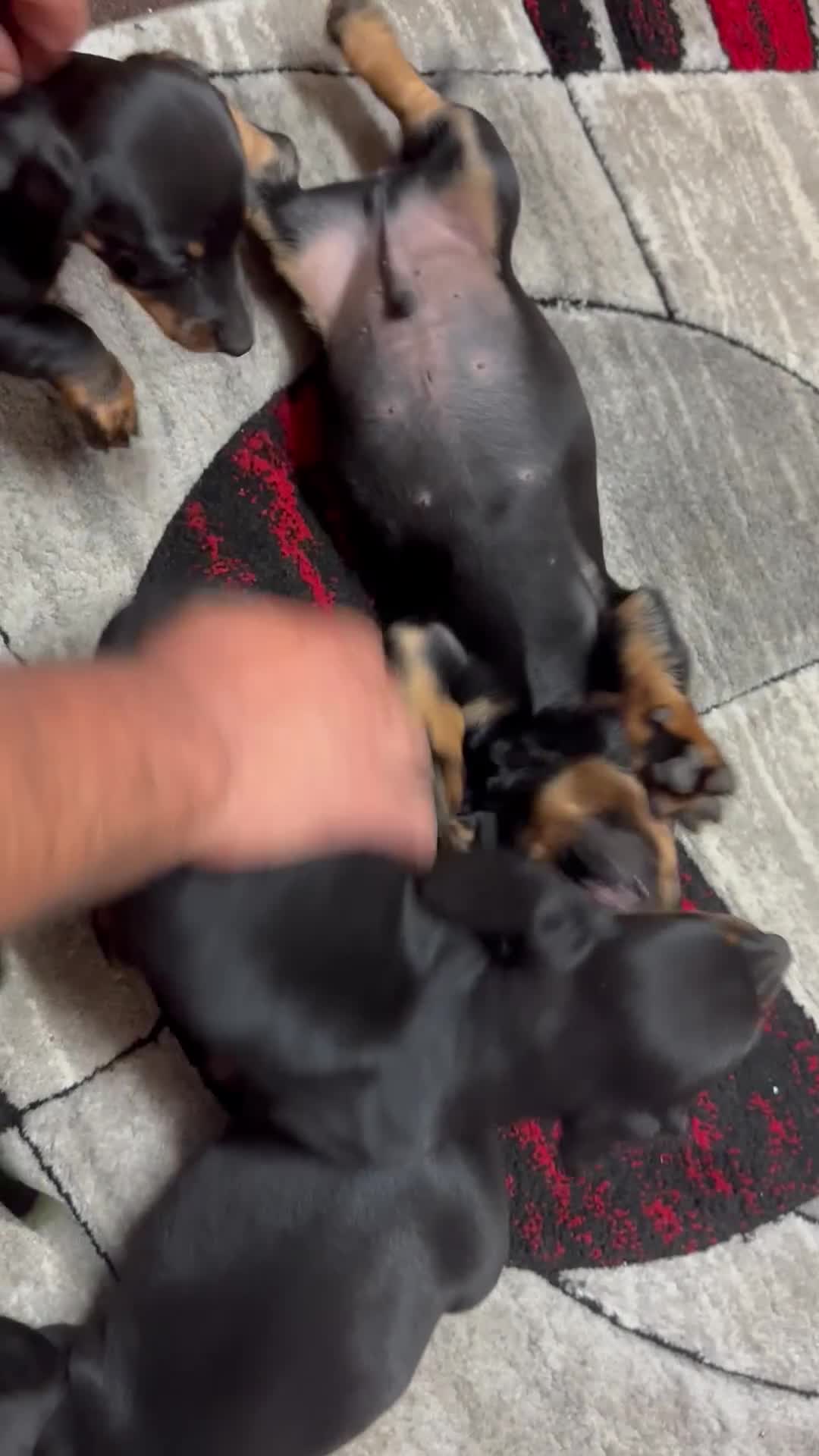 Dachshund dogs for sale: beautiful dachshunds puppies for sale  - Video 3