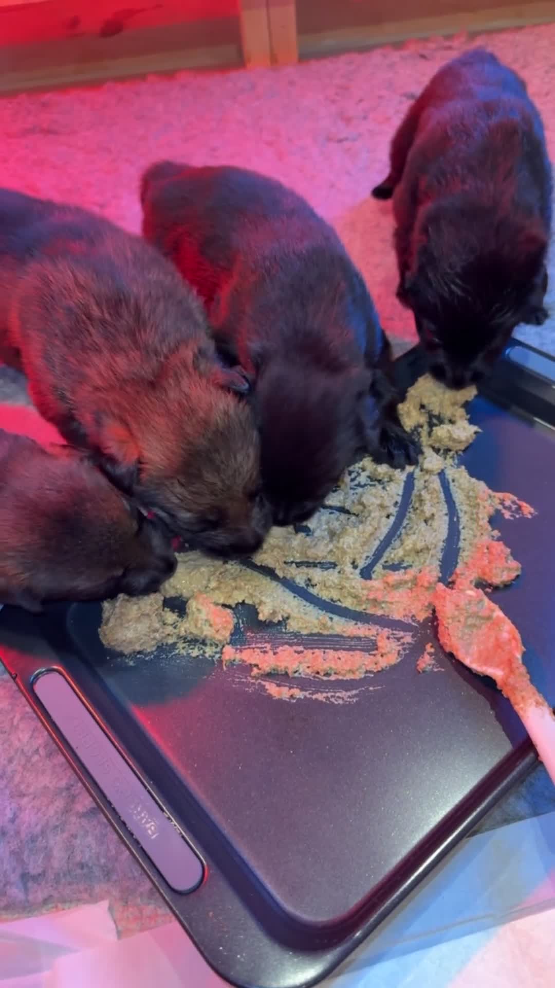 German Shepherd dogs for sale: Pedigree, Czech Line, Straight Back puppies - Video 2