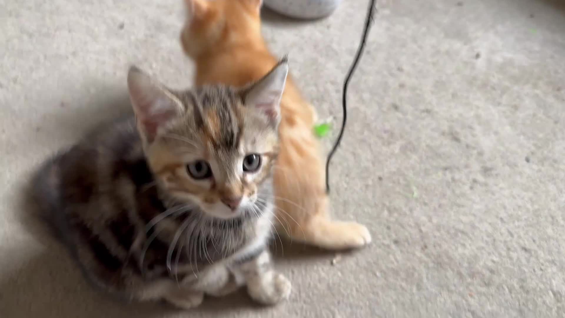 Mixed Breed cats for sale: Adorable bengal & tabby mix kittens - Video 4
