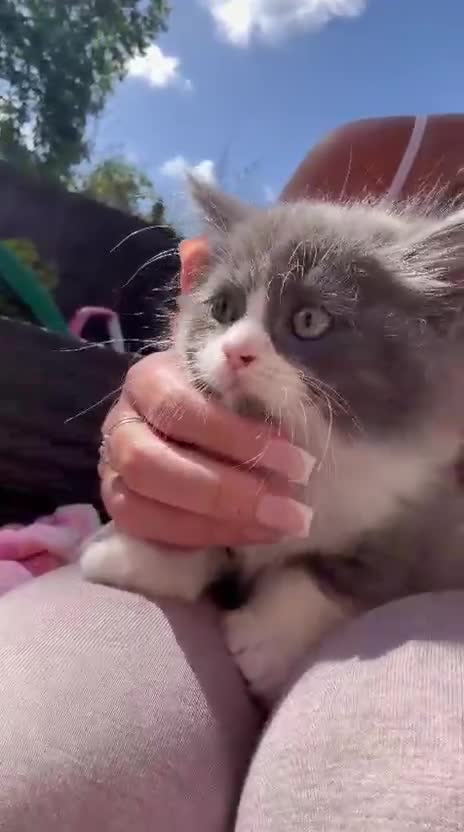 British Longhair cats for sale: Beautiful chunky British longhair ready now - Video 1
