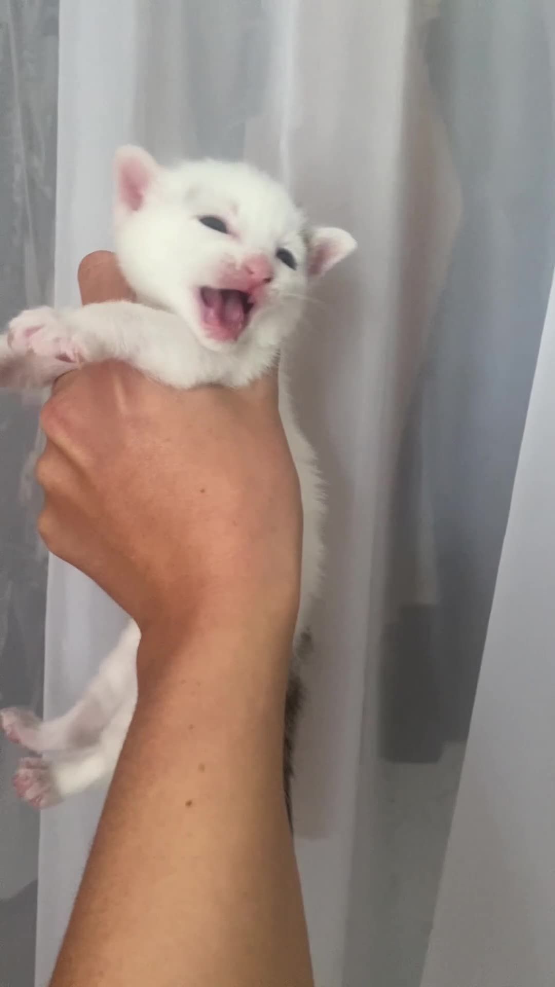 Mixed Breed cats for sale: Mixed breed kittens  - Video 1