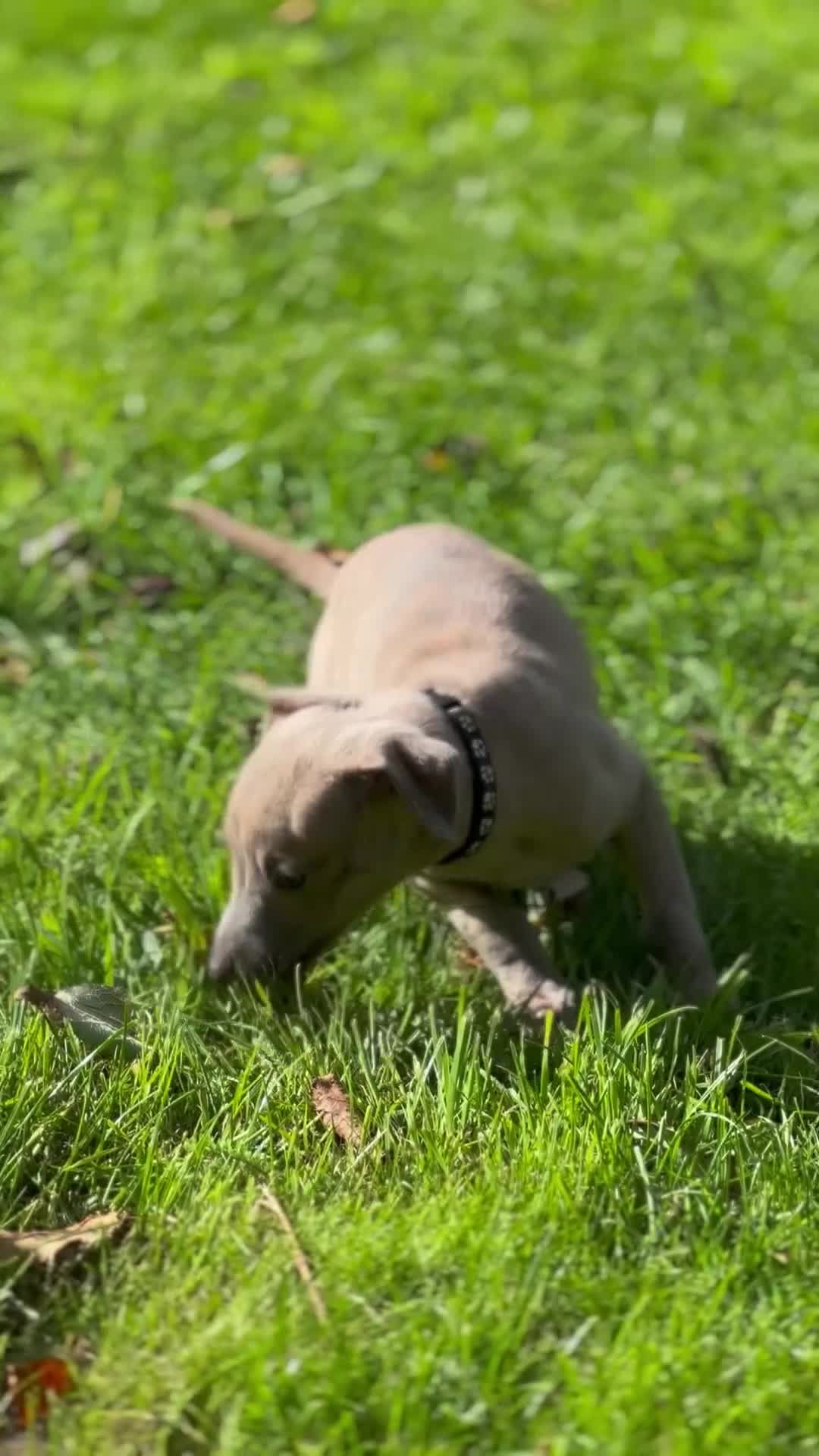 Whippet dogs for sale: READY NEXT WEEK! GORGEOUS WHIPPET PUPPIES - Video 3