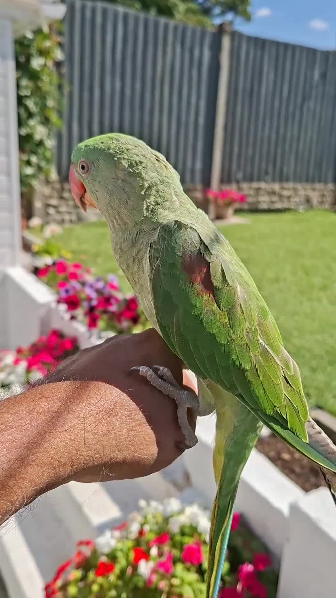 Parrots birds for sale: Full Hand Tame Alexandrine parrot  in Birmingham - Video 1