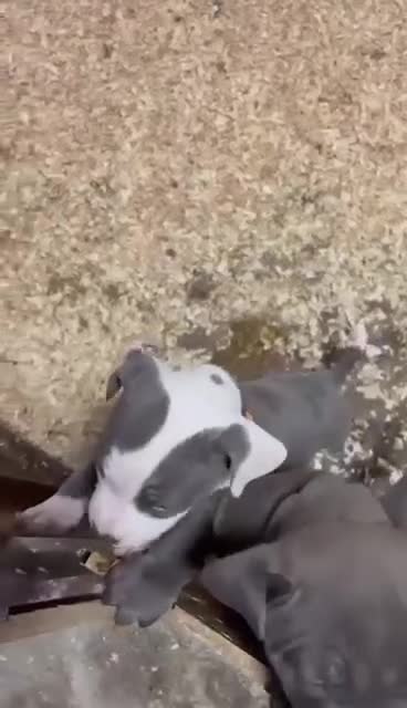 Staffordshire Bull Terrier dogs for sale: 🐶🐾Staffordshire puppies ❤️🐶 - Video 2