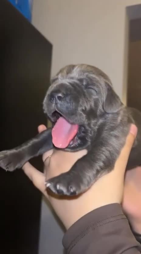 Cane Corso dogs for sale: Pure Blue Cane Corso puppies for sale - Video 1
