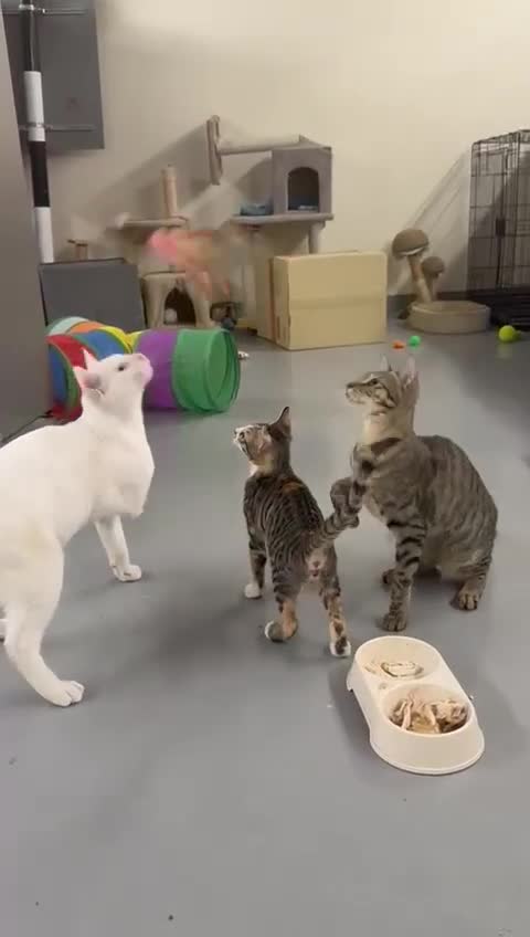 Mixed Breed cats for adoption: SALLY - FUN KITTEN HAPPY WITH OTHER CAT-SPAYED - Video 1