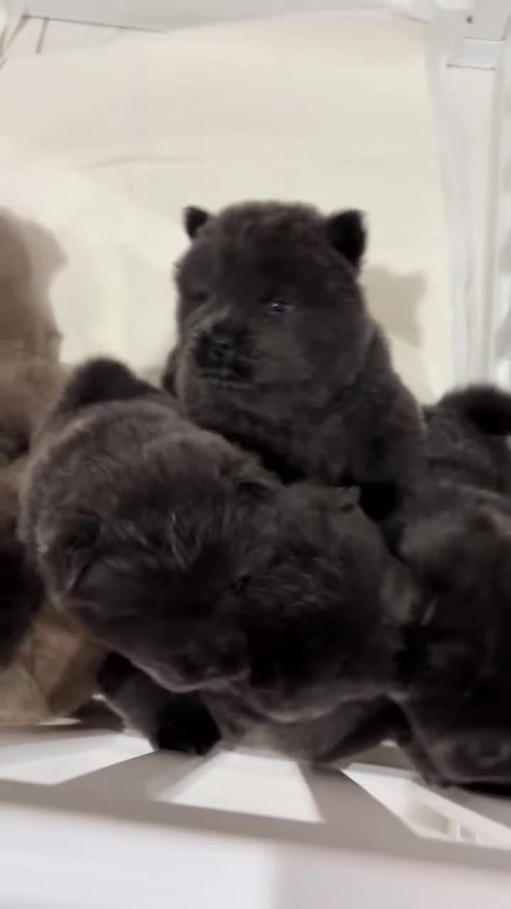 Chow Chow dogs for sale: Chow Chow puppies for sale last 1 available DWKC - Video 1